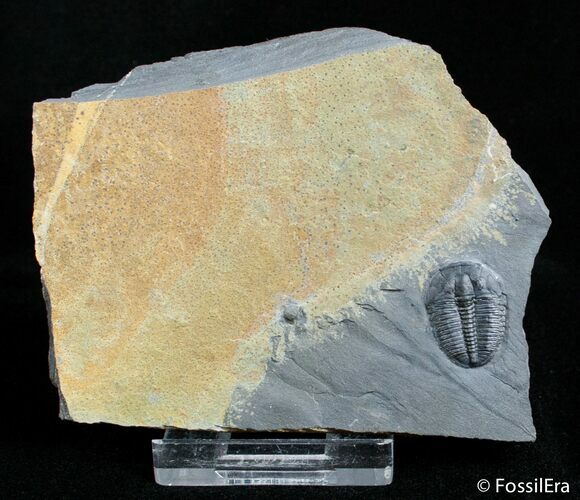 Inch Elrathia Trilobite In Matrix - U-Dig #2926